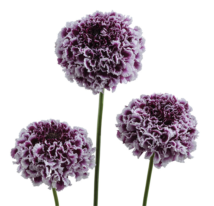 Scabiosa Focal Scoop Purple Lace