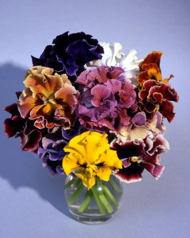 Pansy Flamenco Mix