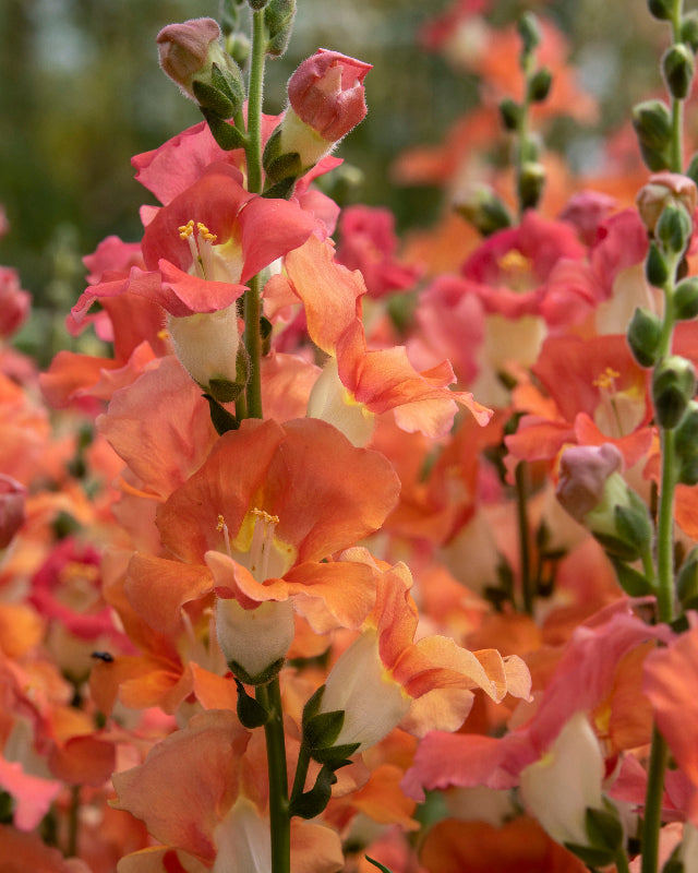 Snapdragon Chantilly Bronze White Throat