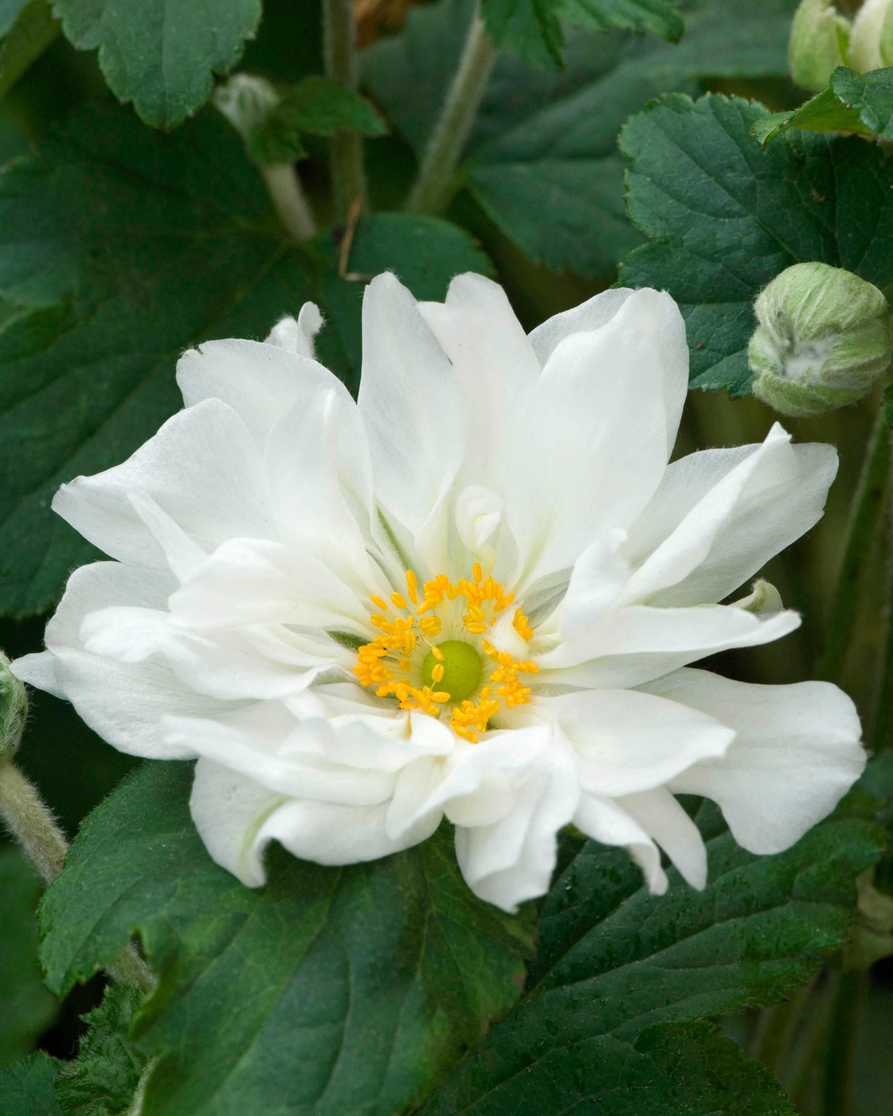 Anemone Whirlwind White (3 plugs)