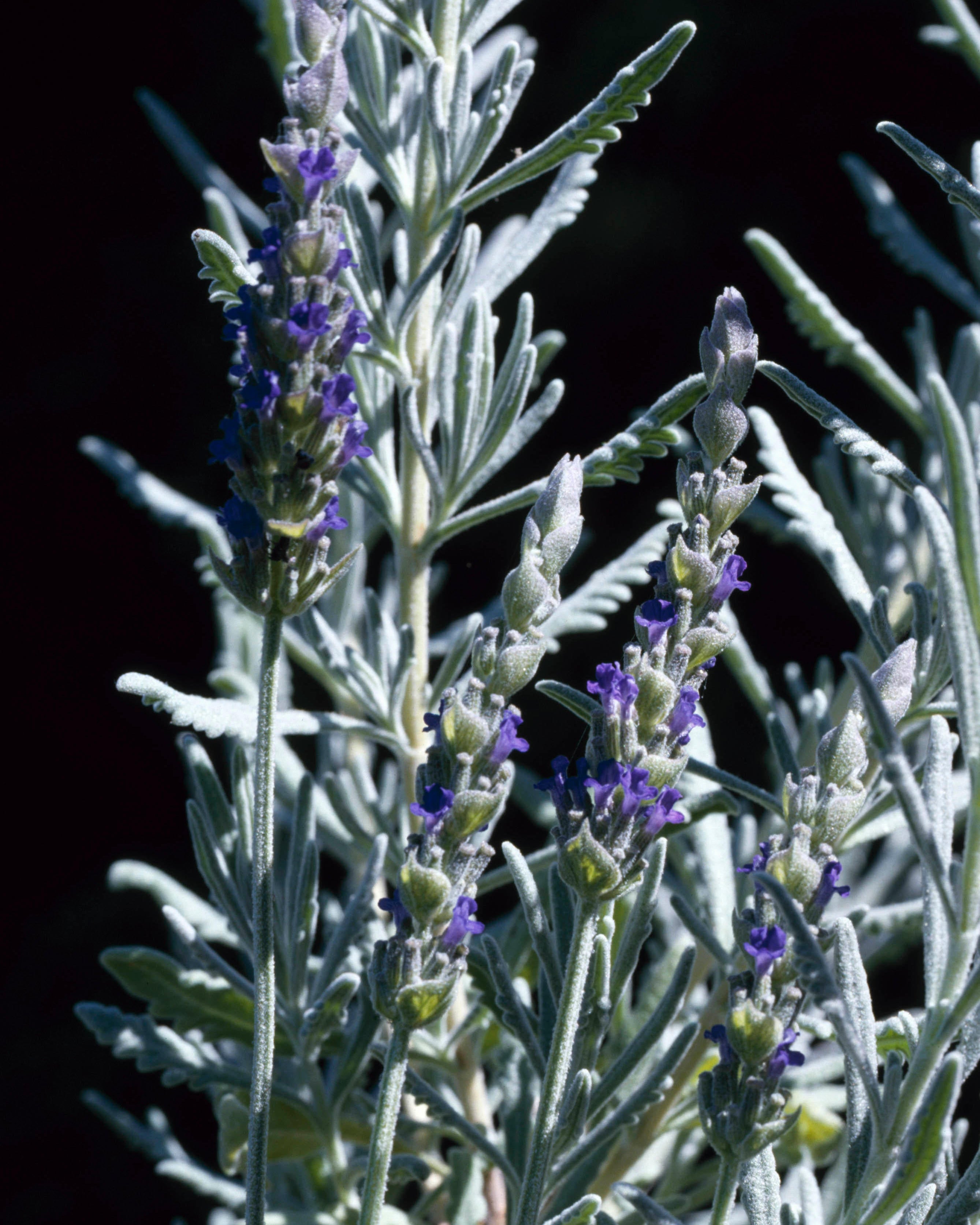 Lavender Goodwin Creek (3 plugs)