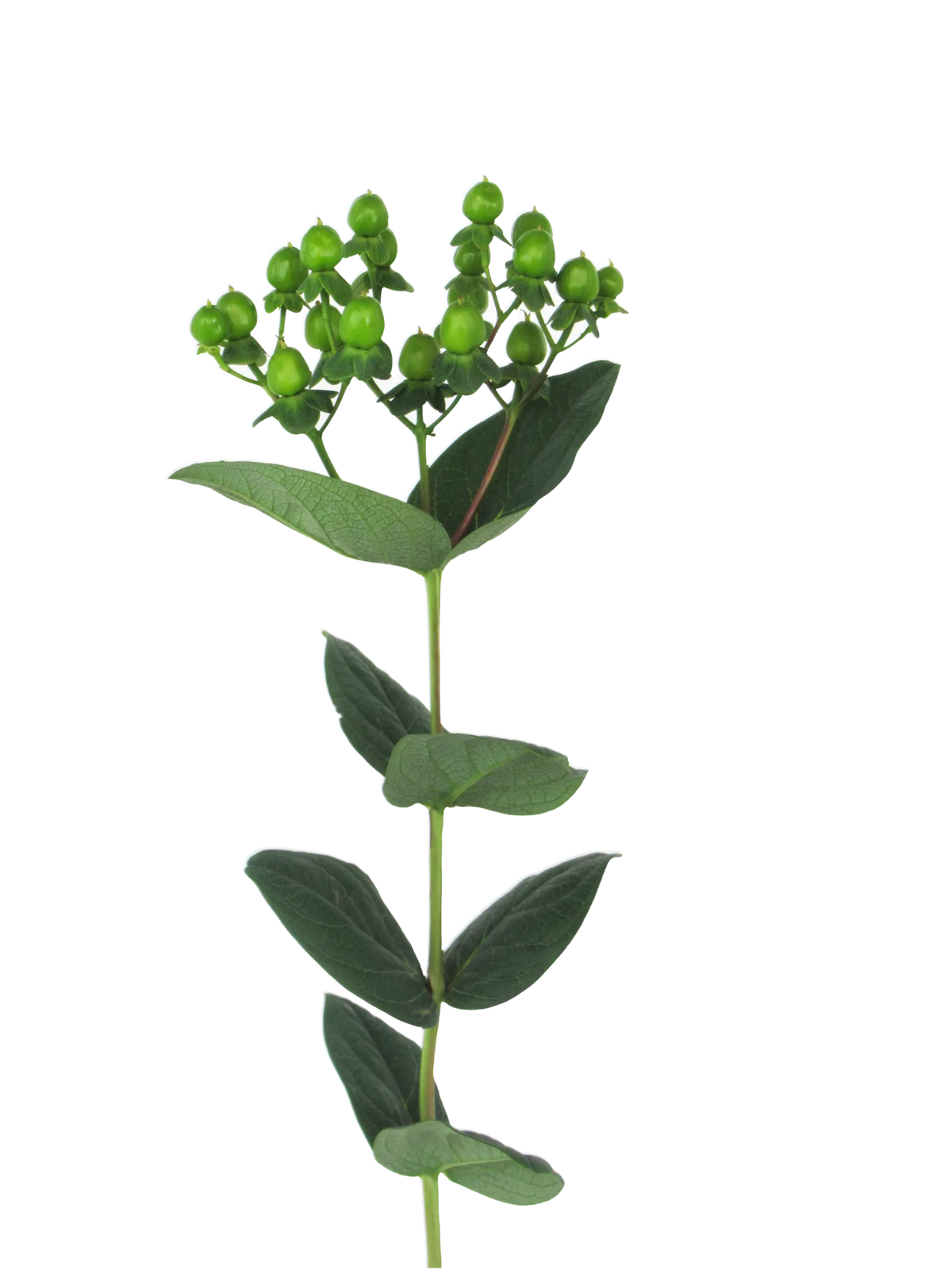 Hypericum (3 plugs)