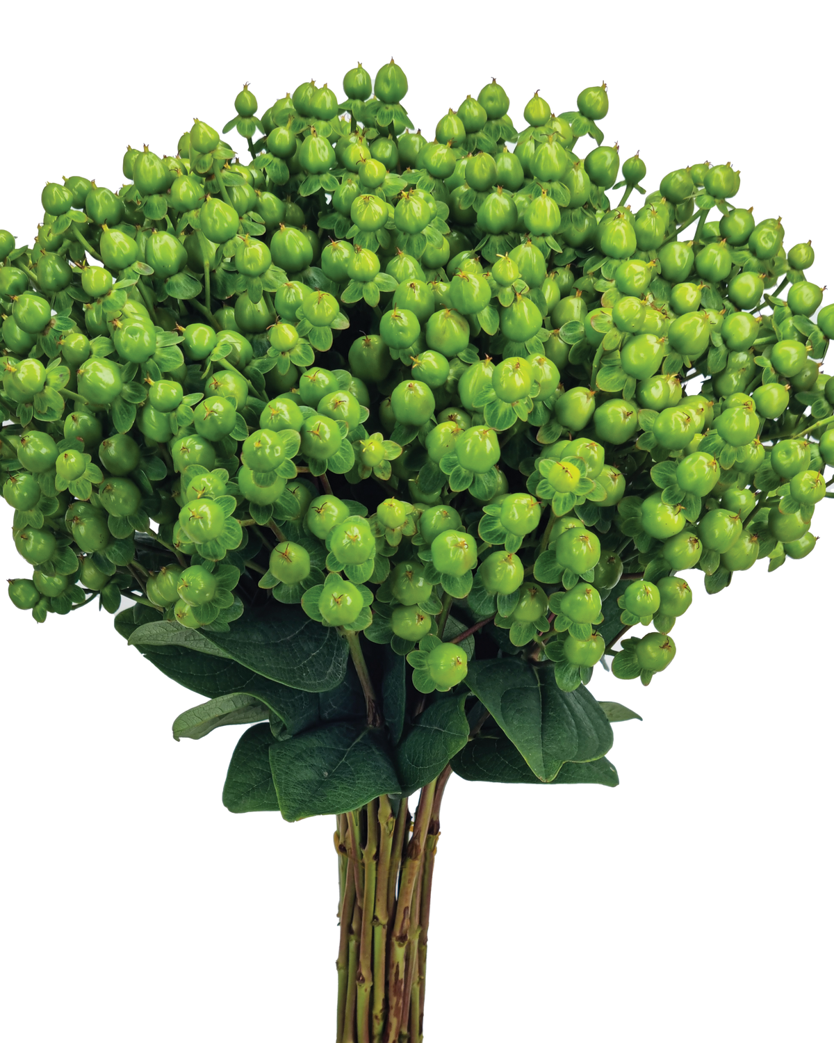 #variety_globo_applegreen