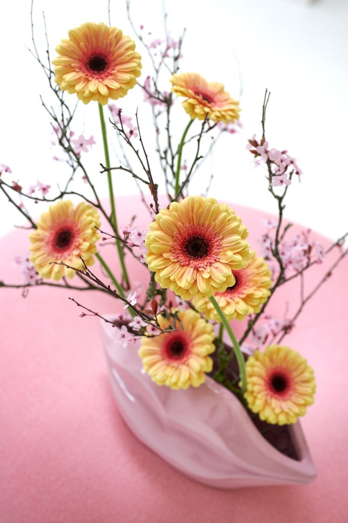 Gerbera Growing Guide