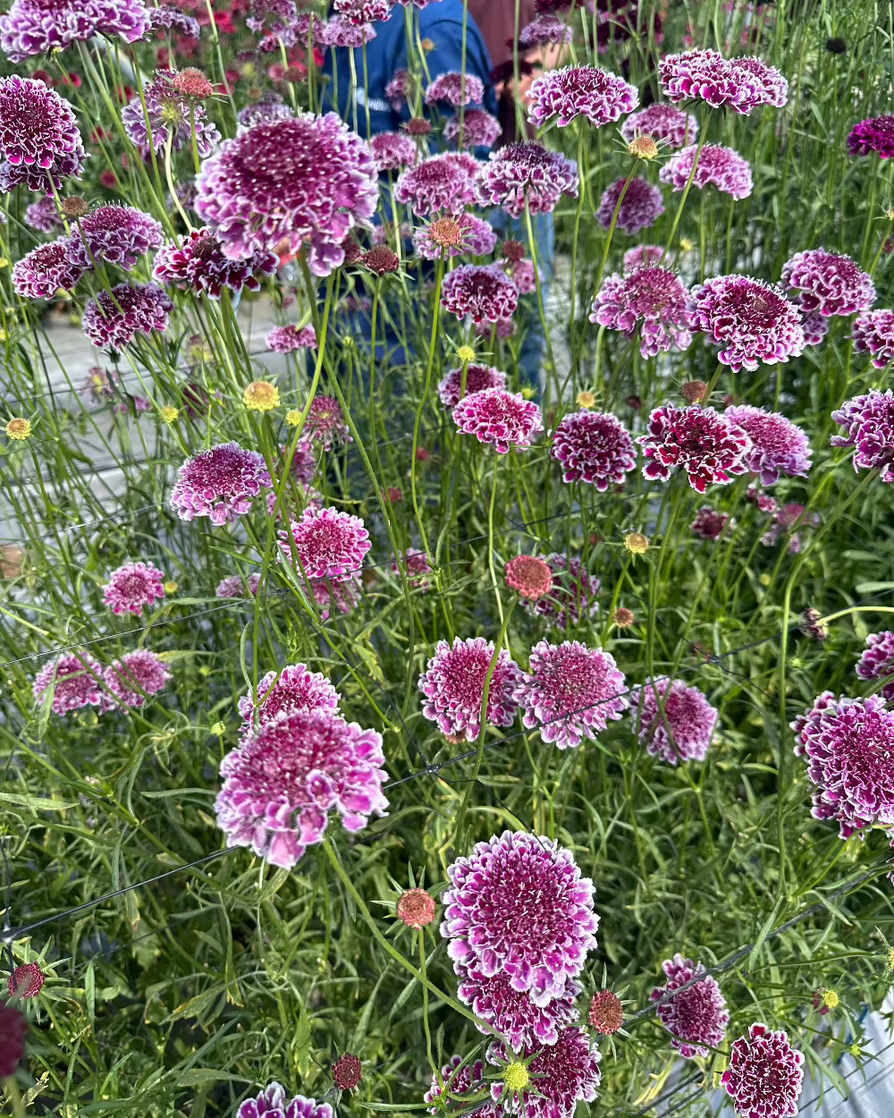 Scabiosa Focal Scoop Purple Lace