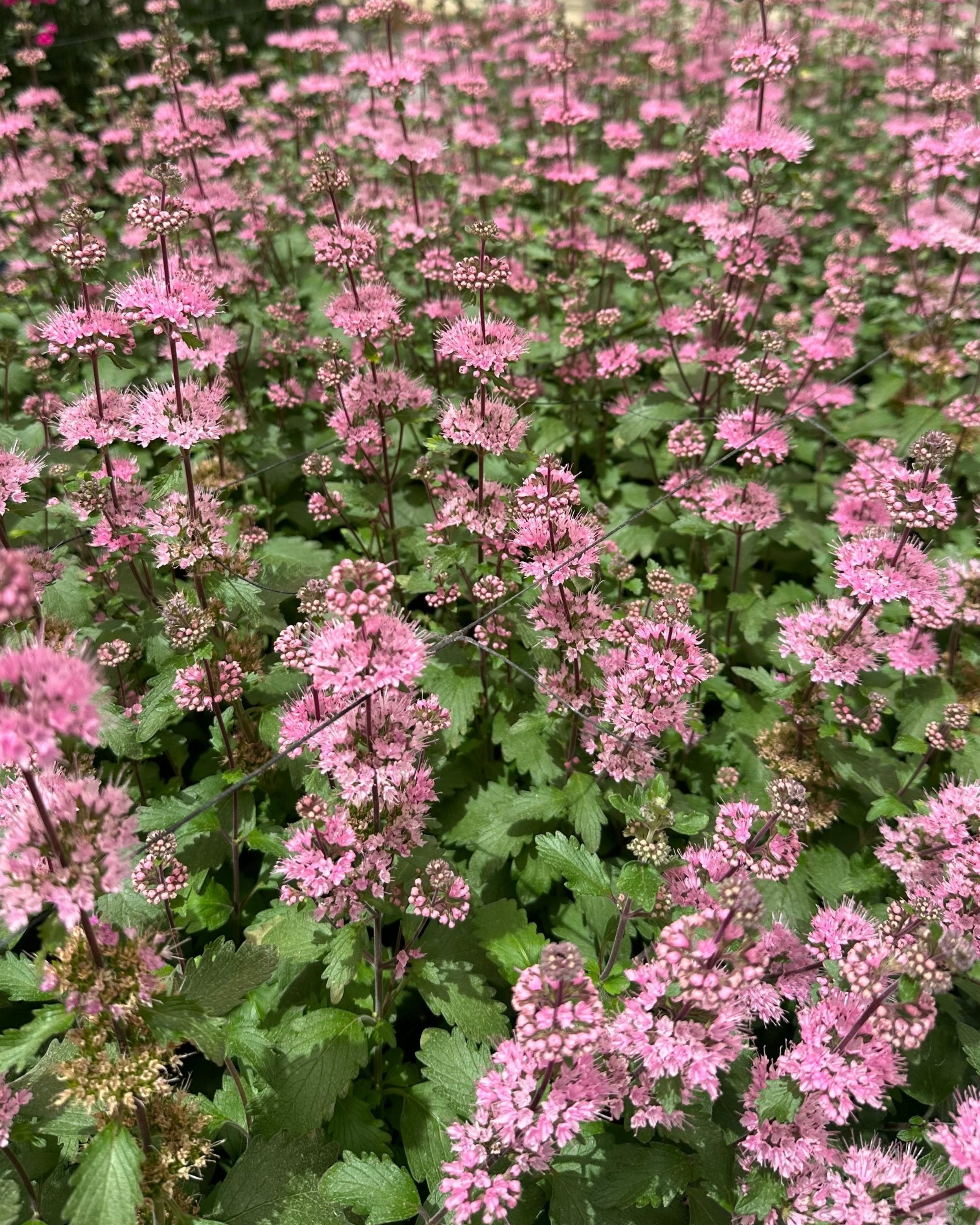 Caryopteris Pagoda Dark Pink