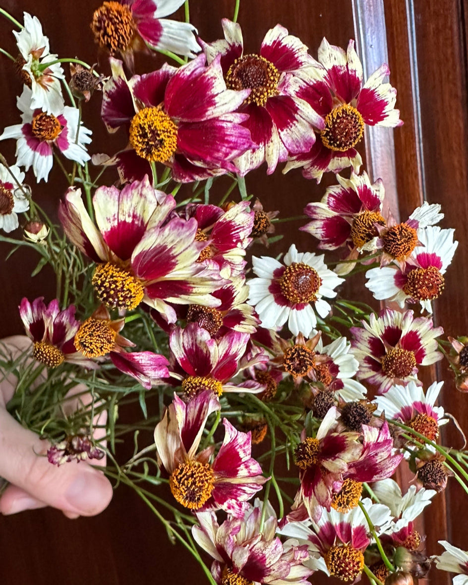 Coreopsis Incredible Swirl Mix (8 plugs)