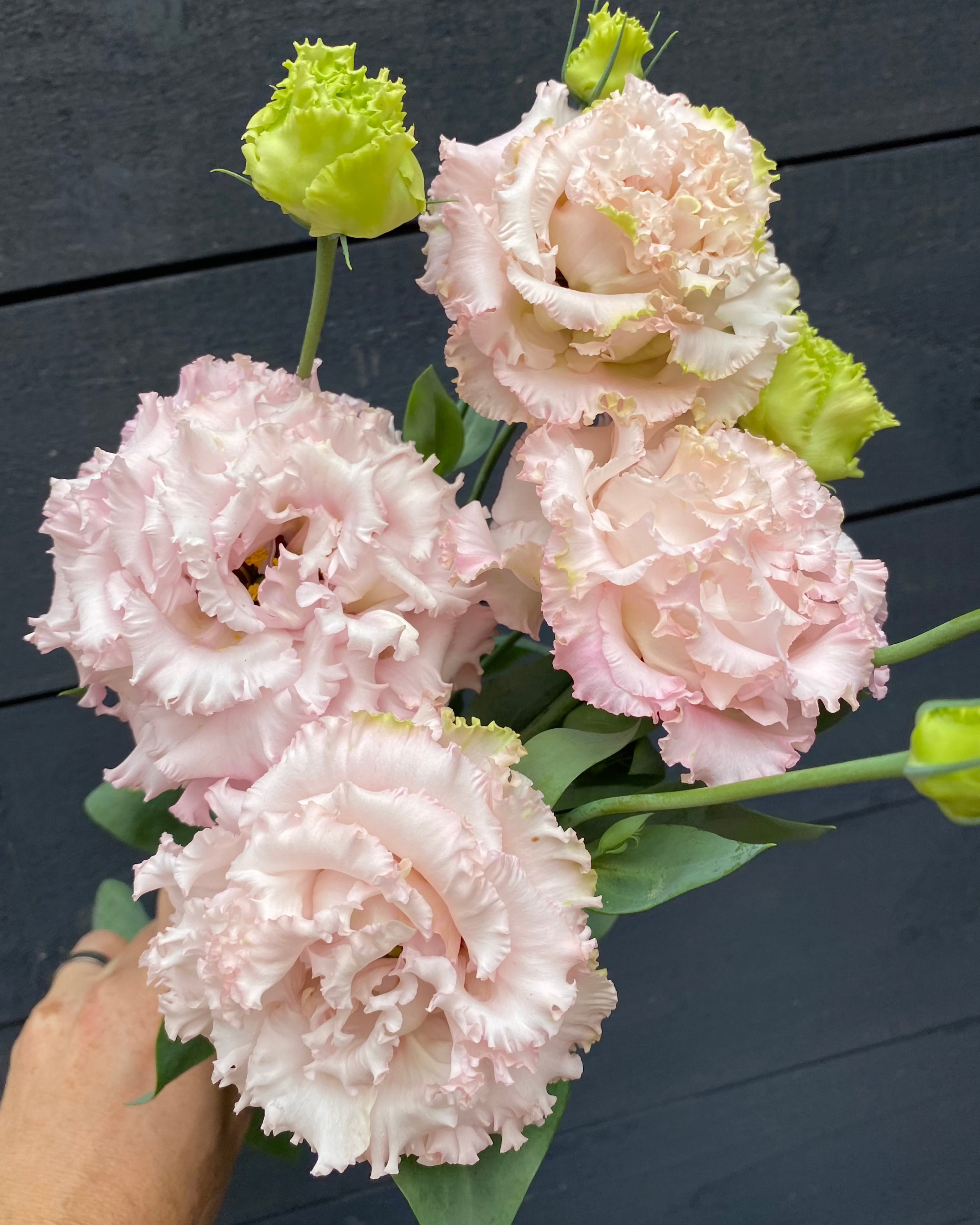 Lisianthus Voyage 2 Light Pink