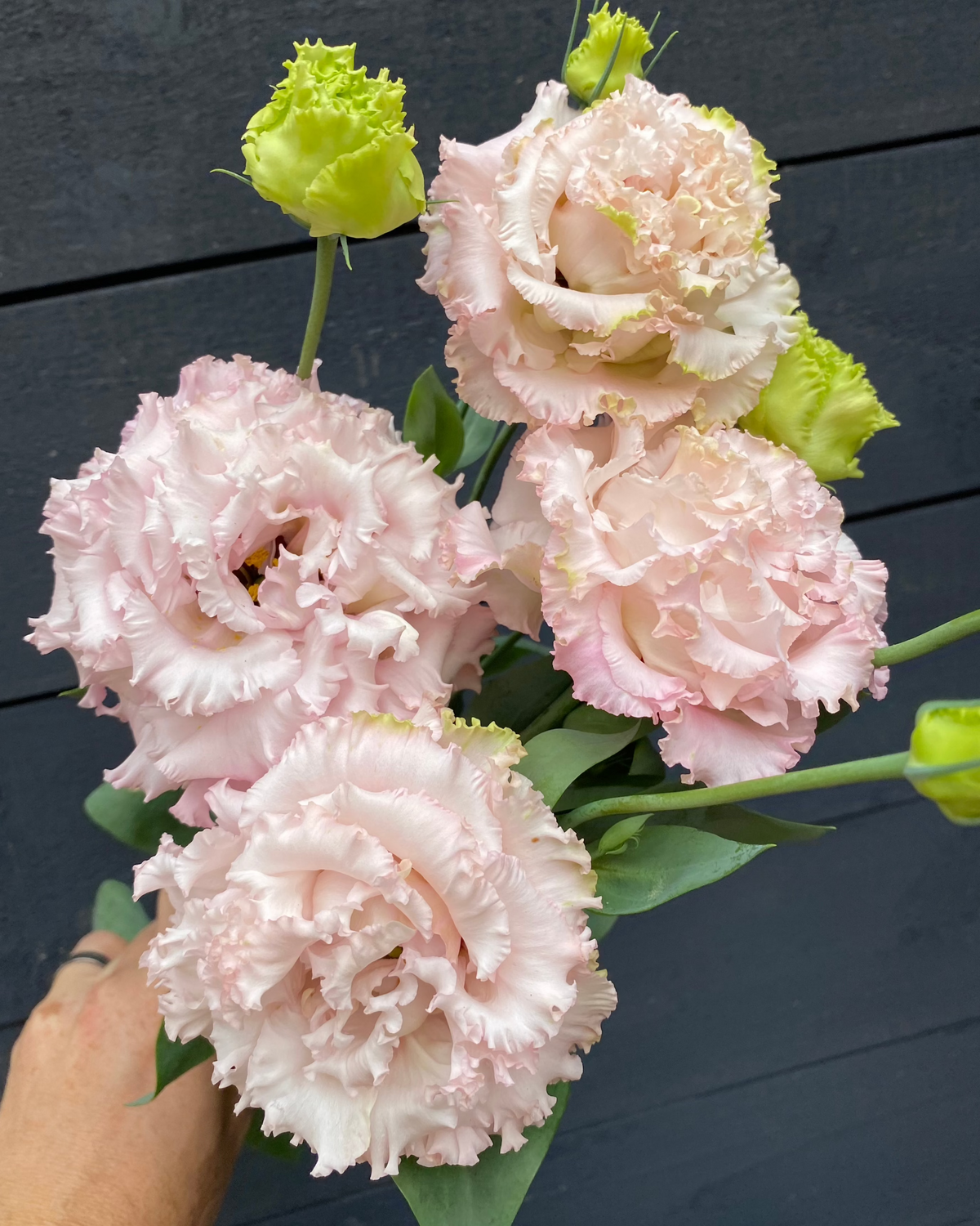 Lisianthus Voyage 2 (8 plugs)