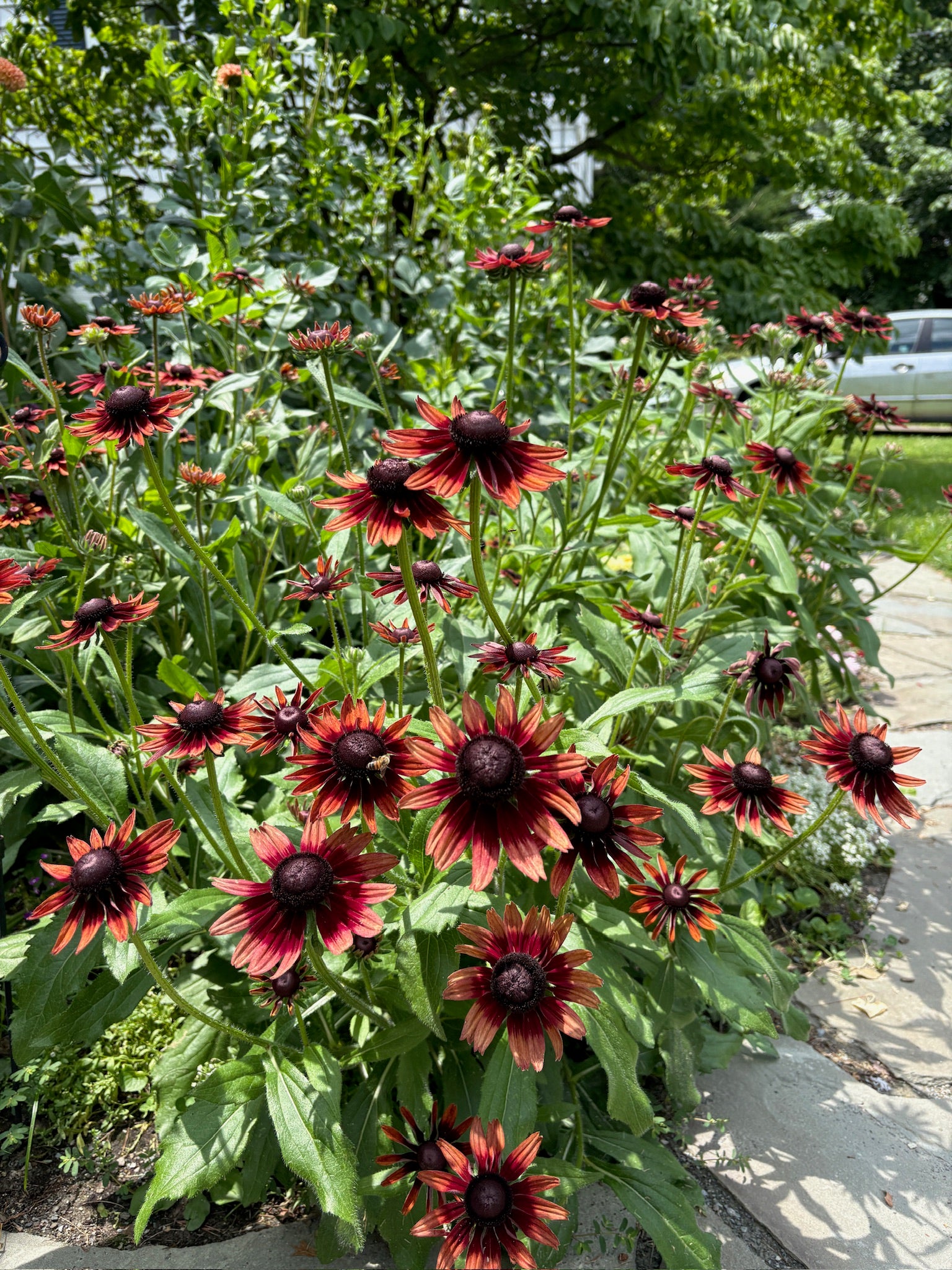 Rudbeckia hirta Cherry Brandy