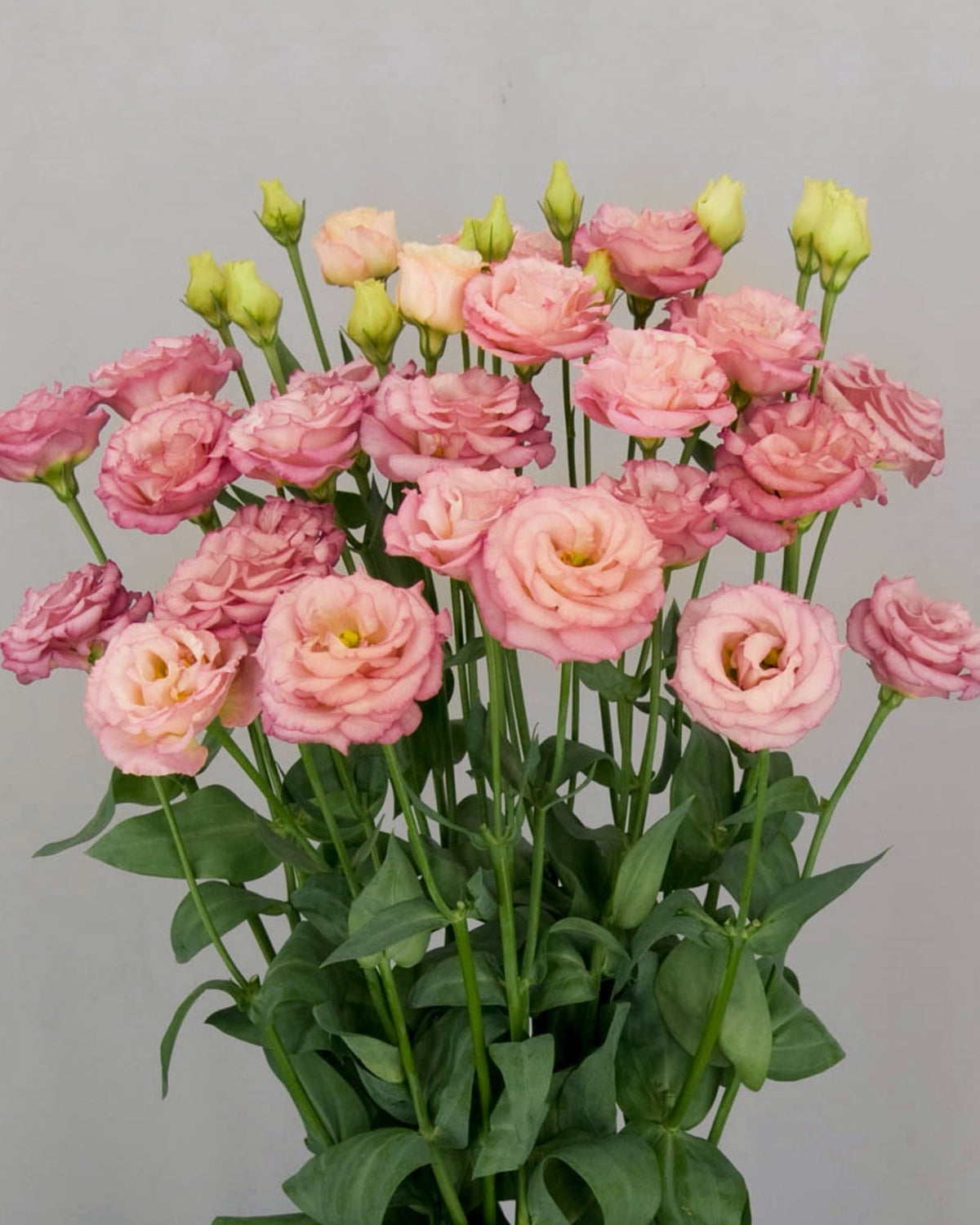 #variety_arosa_peach