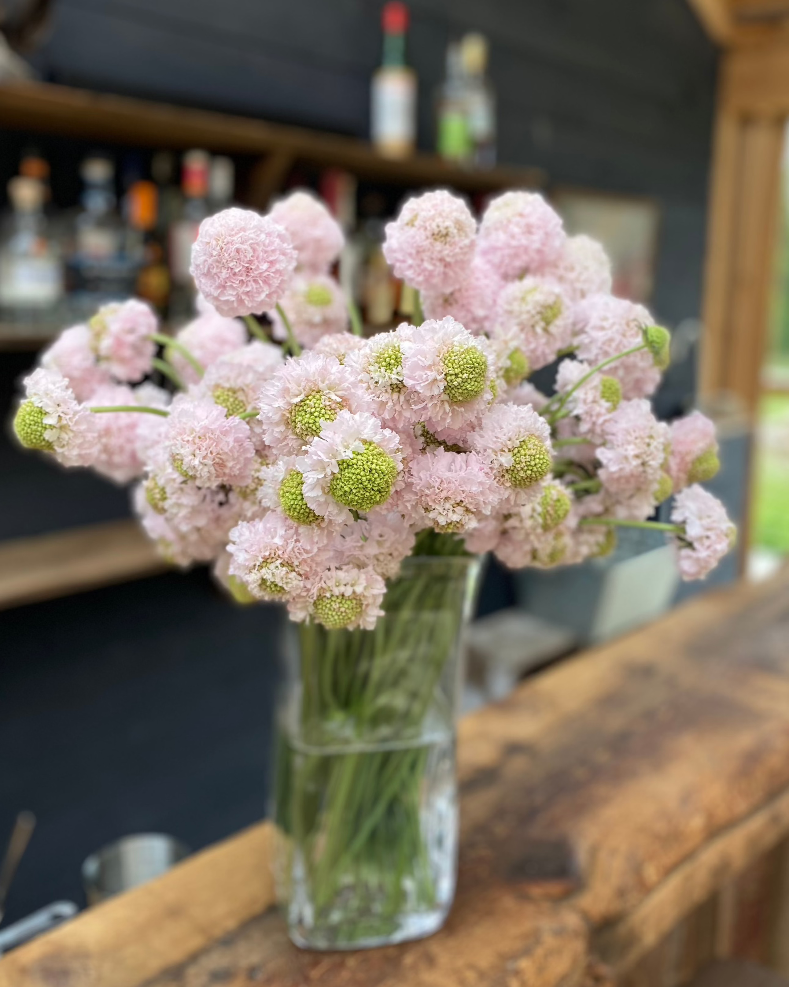 Scabiosa Bon Bon Scoop French Vanilla