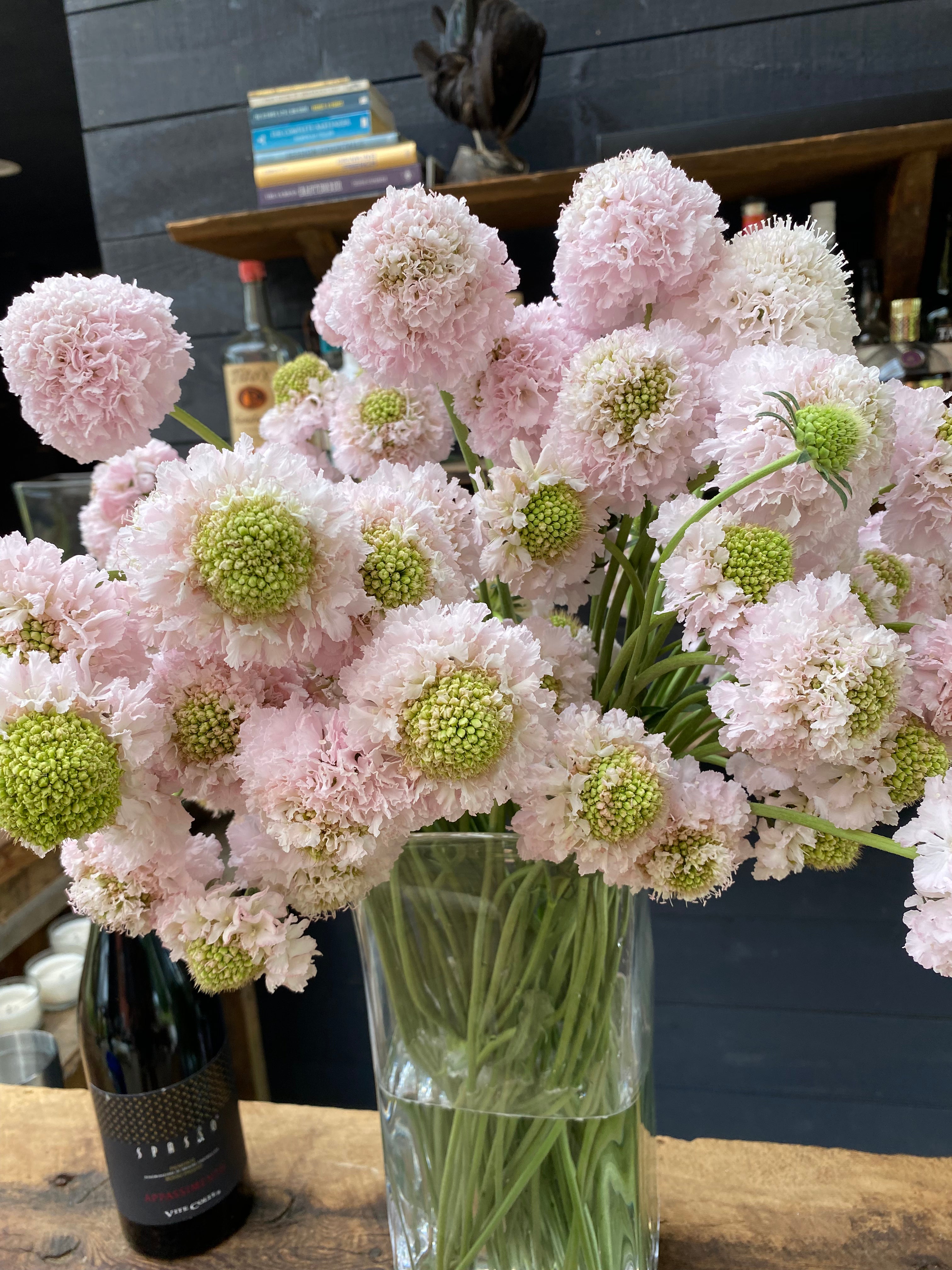 Scabiosa Bon Bon Scoop French Vanilla