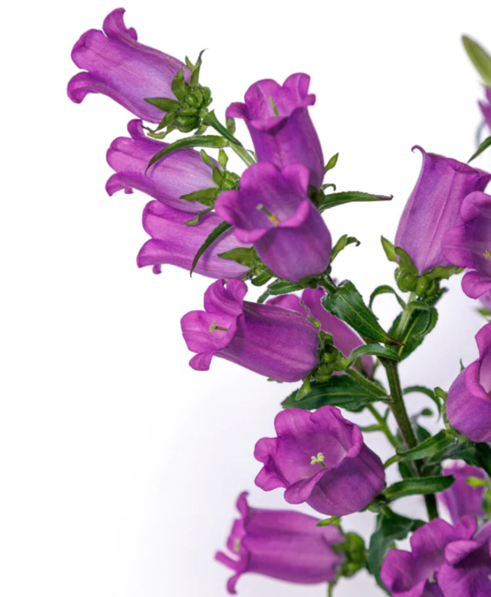 Campanula Champion II Lilac