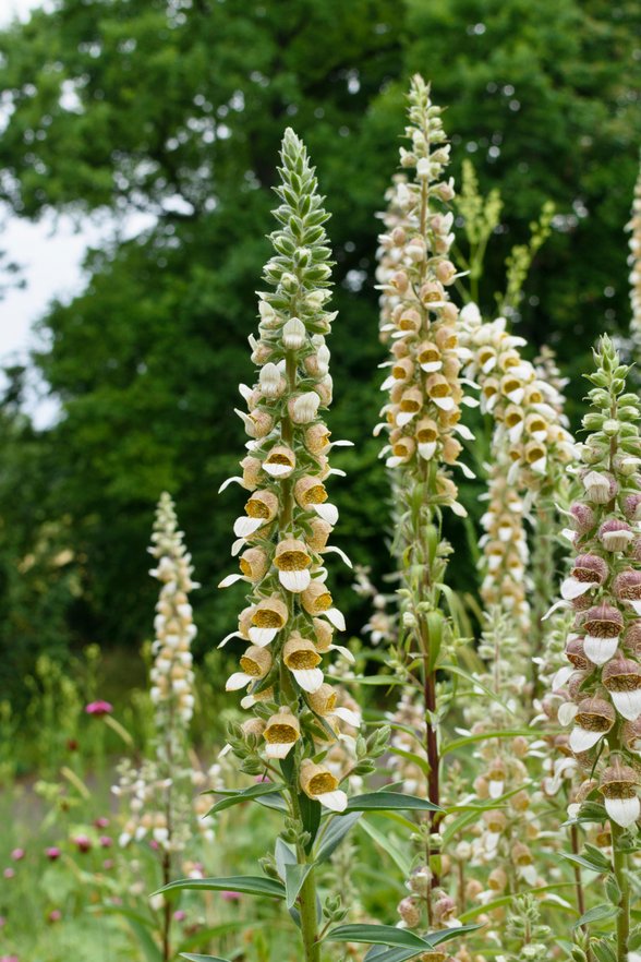 Digitalis Café Crème