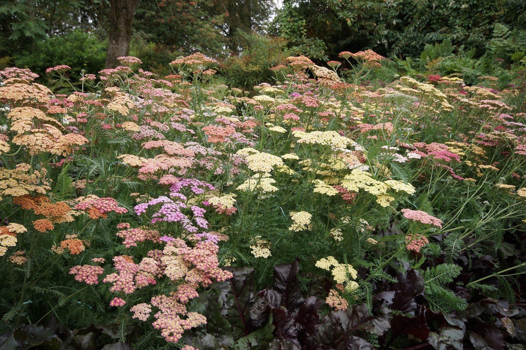 Achillea Summer Pastels Mix