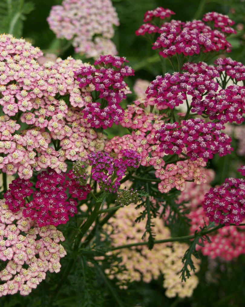 Achillea Summer Pastels Mix