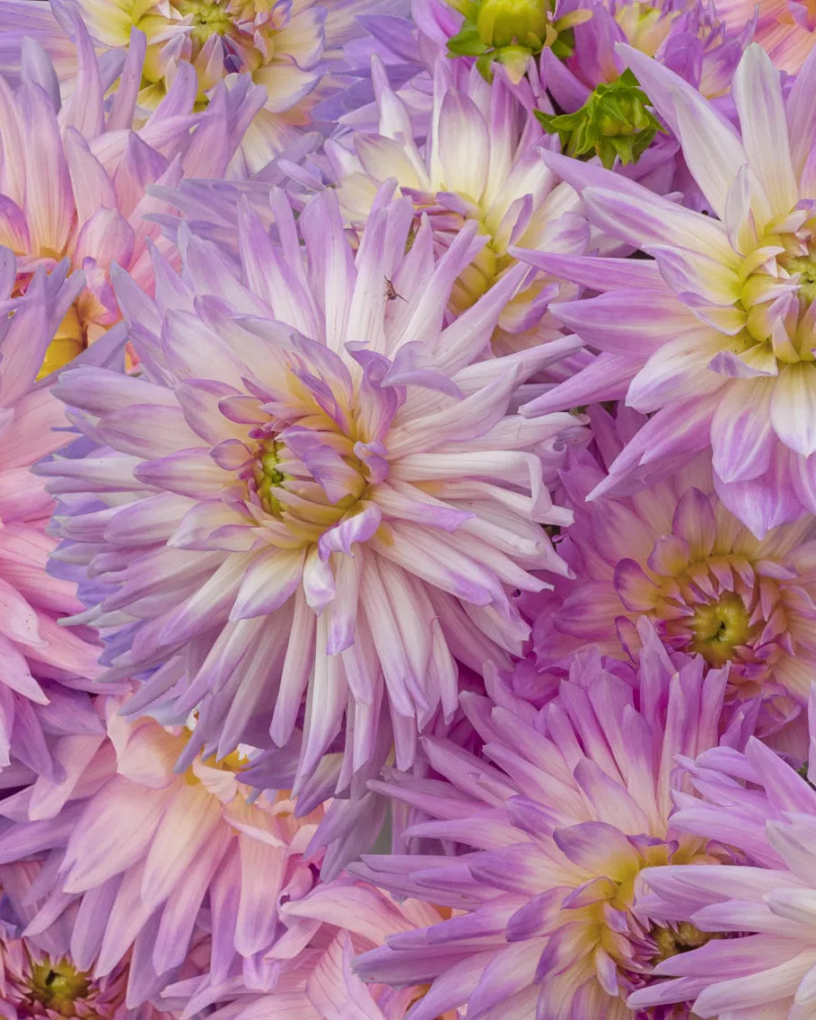 Dahlia Karma Series