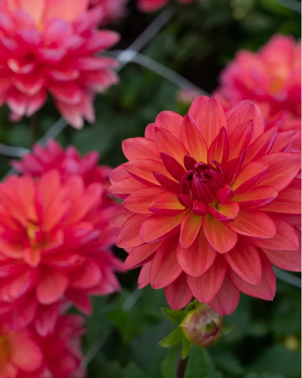 Dahlia Karma Series