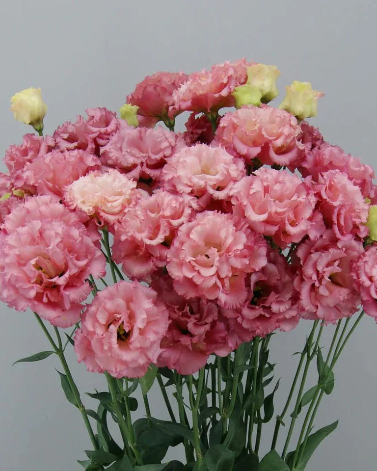 Lisianthus Celeb 1 Rouge (8 plugs)