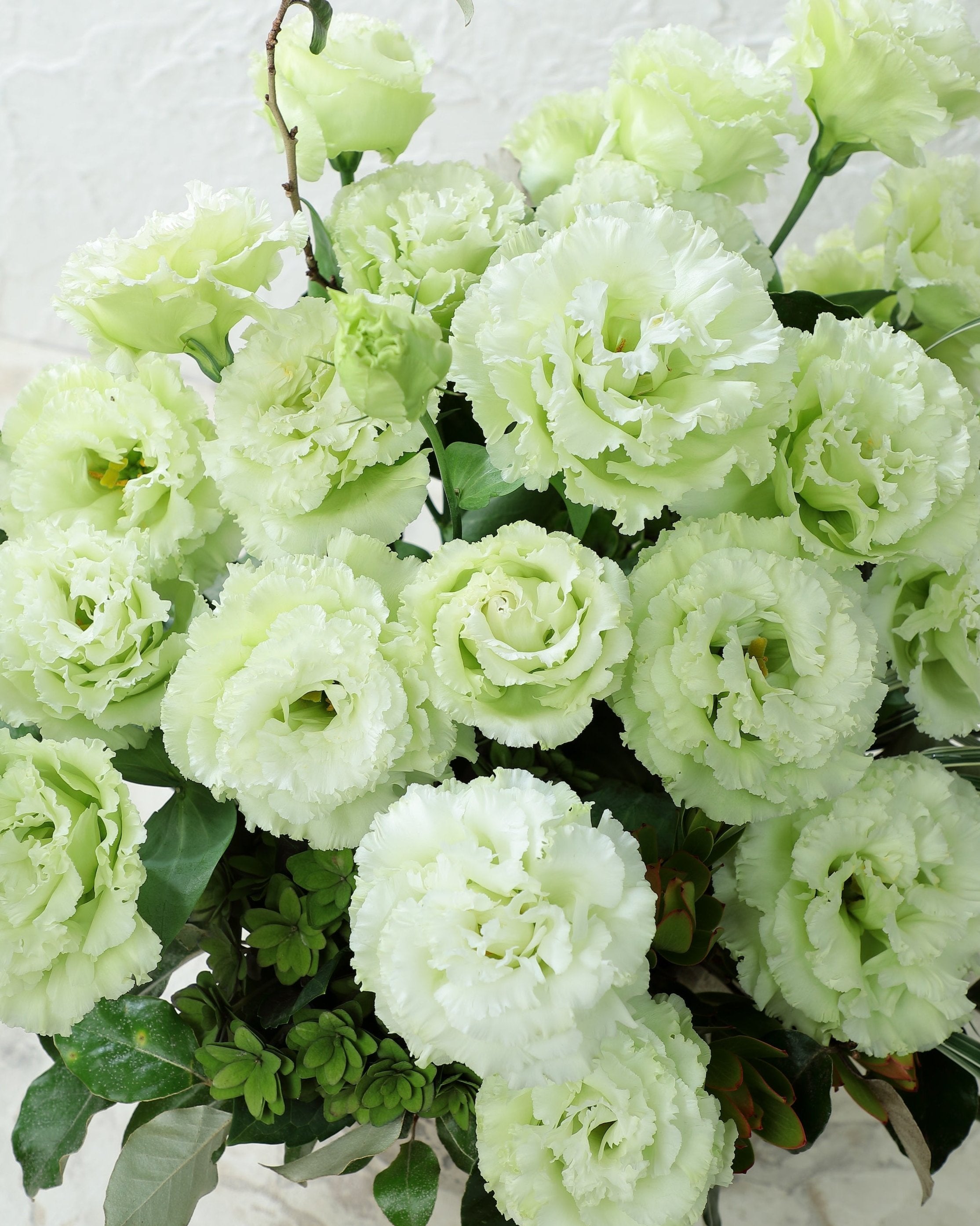 Lisianthus Voyage 2 Green