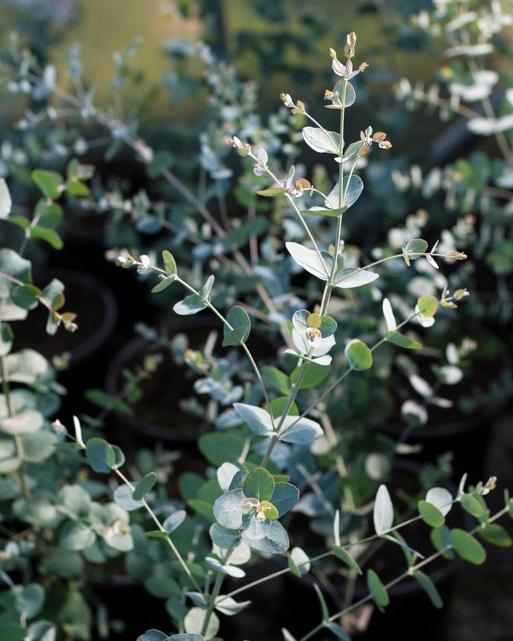 Eucalyptus Silverdrop