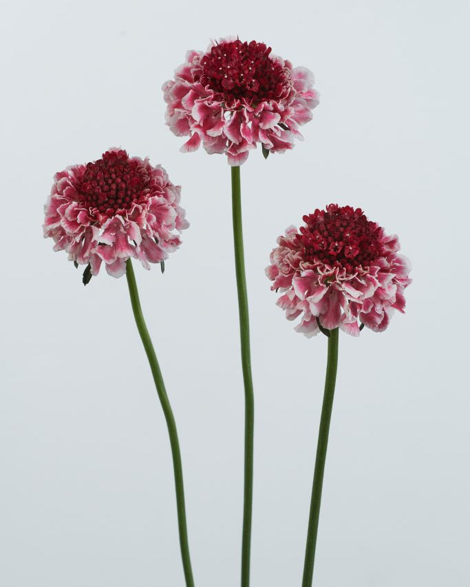 Scabiosa Scoop (3 plugs)