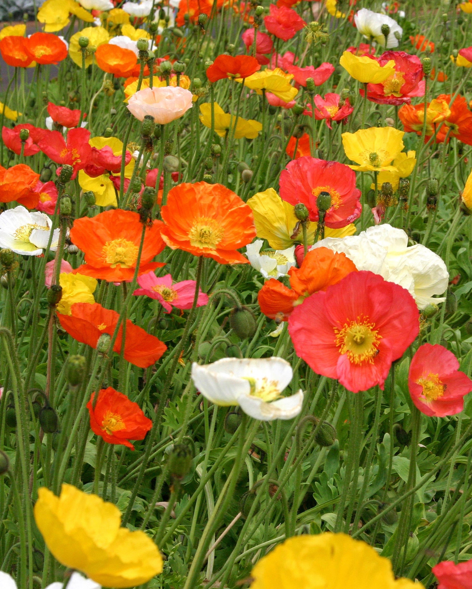 Poppy Champagne Bubbles Mix