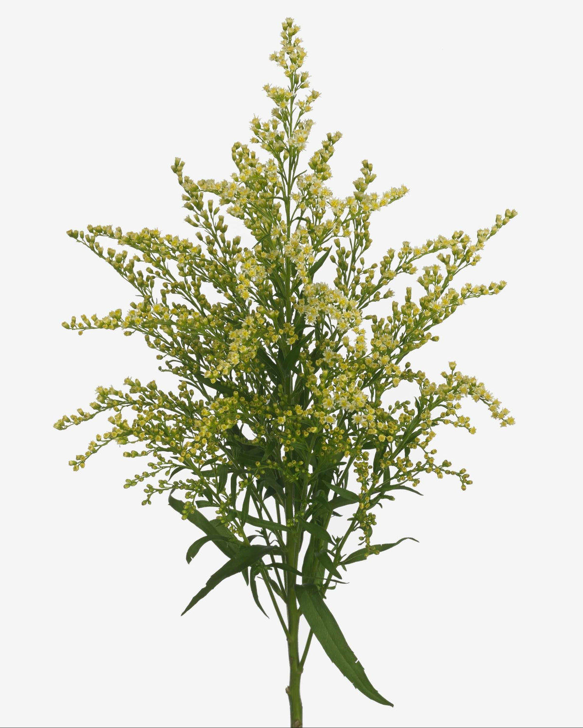 Solidago Moonlight Glory (3 plugs)