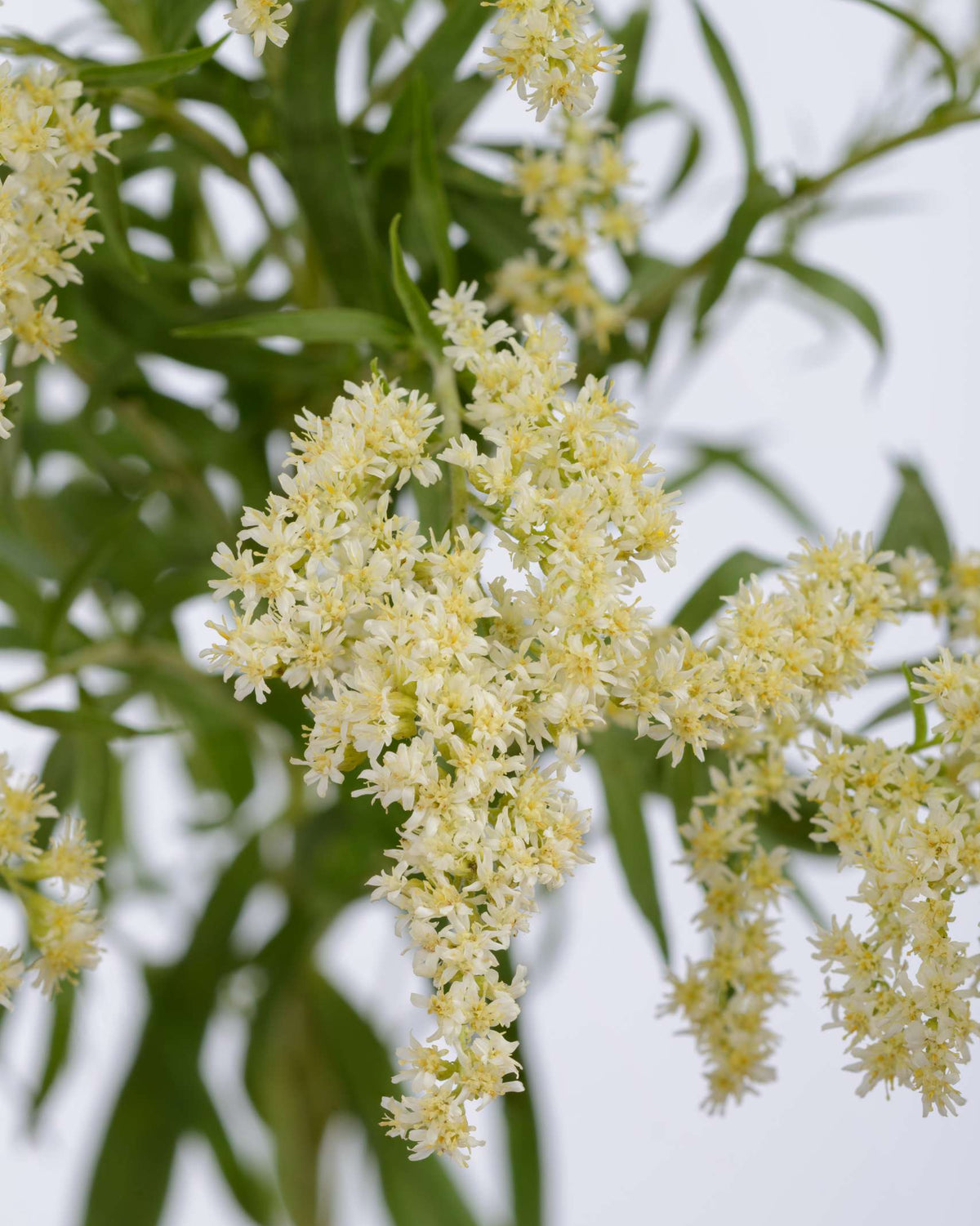Solidago Moonlight Glory (3 plugs)