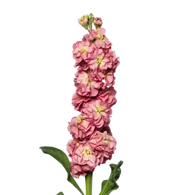 Stock StoX Antique Rose