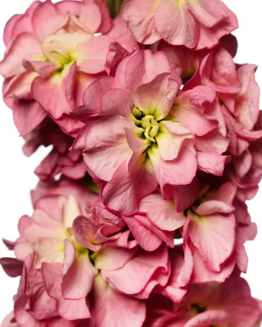 Stock StoX Antique Rose