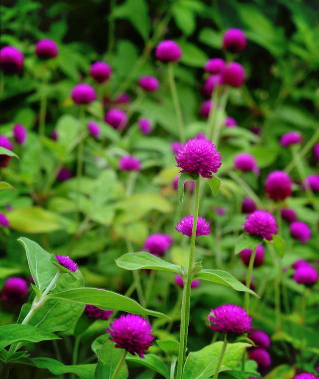 Gomphrena Audray Mix