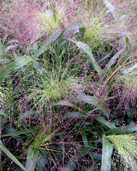 Panicum Frosted Explosion (8 plugs)