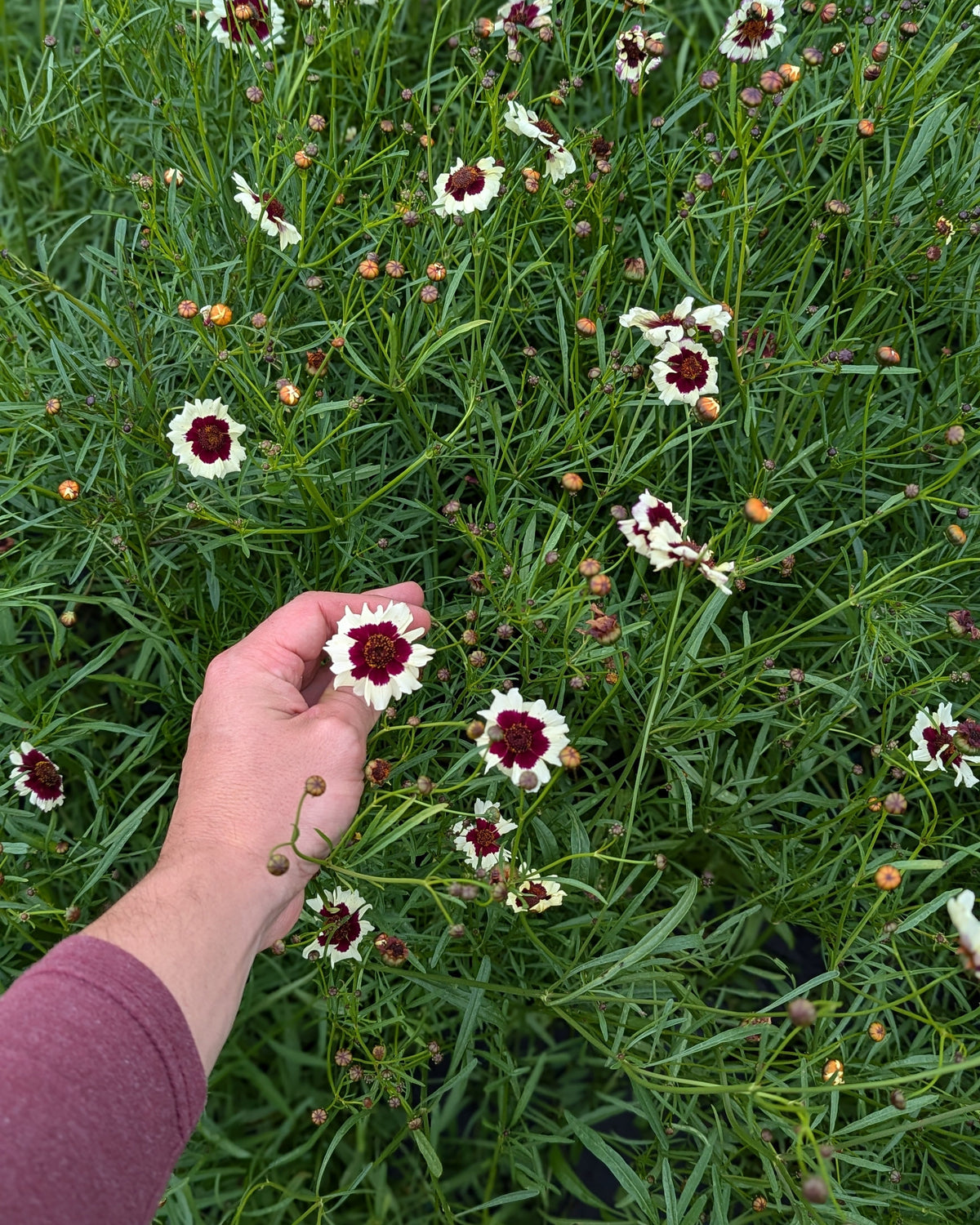 Coreopsis Incredible Swirl Mix (8 plugs)