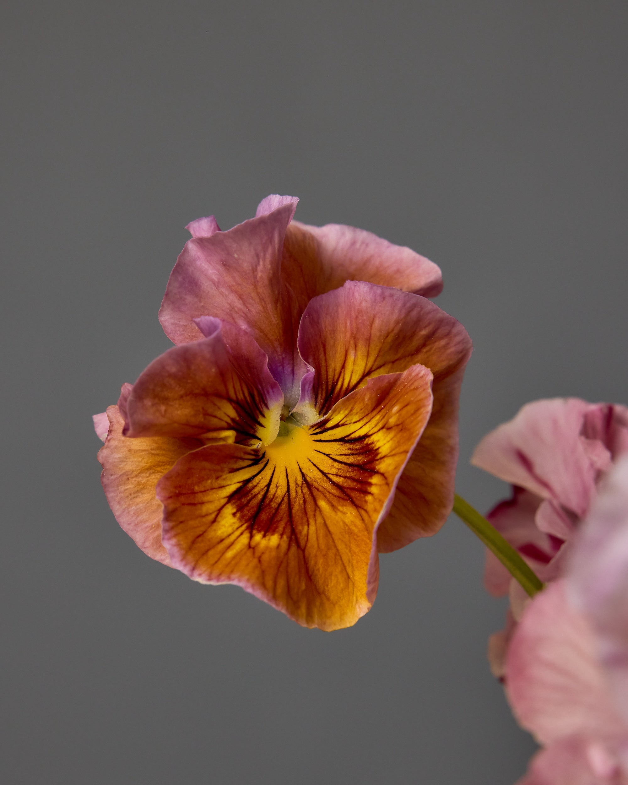 Pansy Chianti Shades Mix