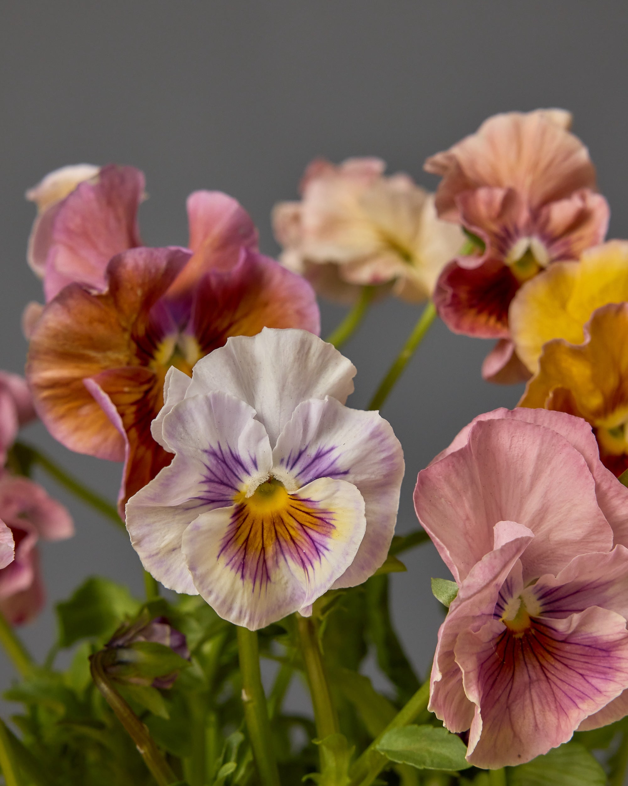 Pansy Chianti Shades Mix