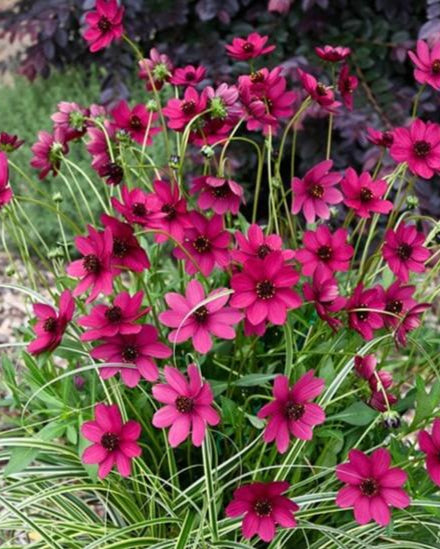 Chocolate Cosmos (3 plugs)