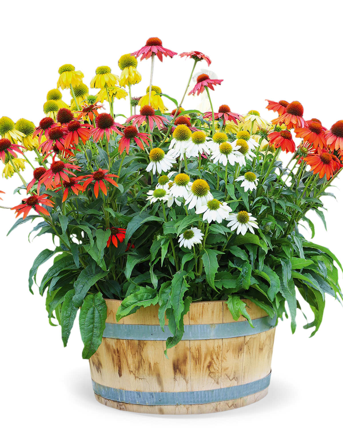 Echinacea PollyNation Mix (8 plugs)