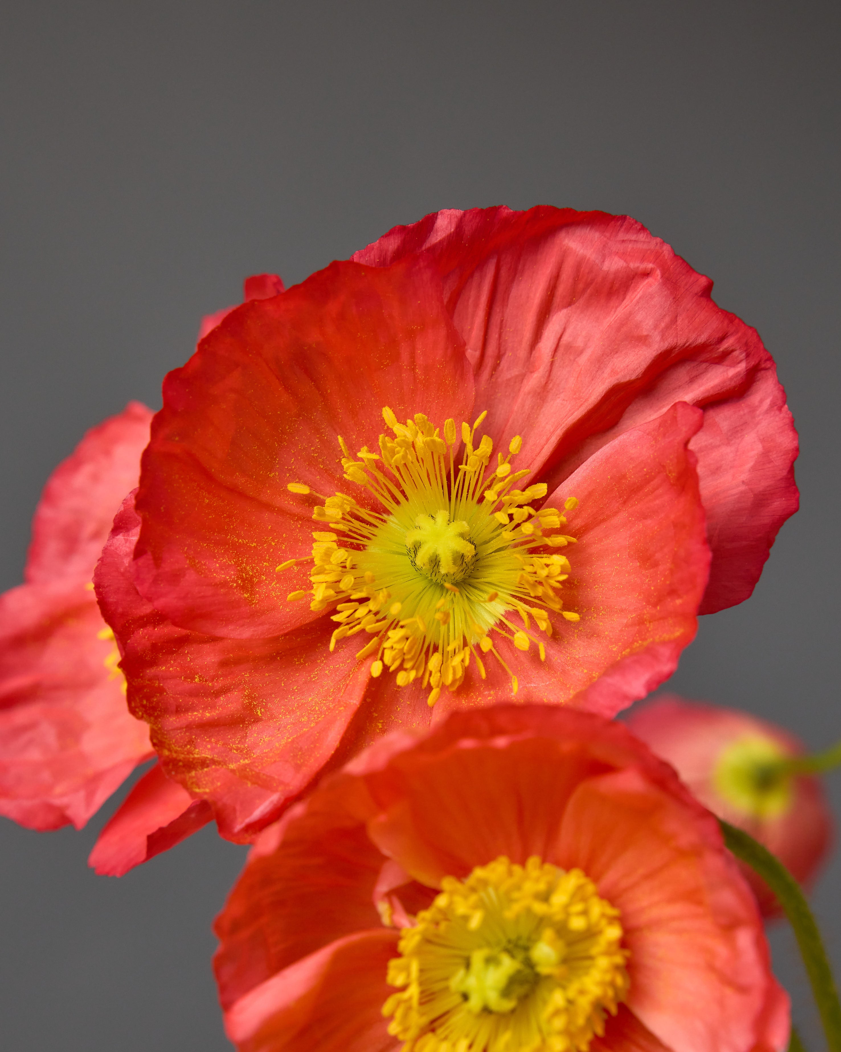 Papaver Champagne Bubbles Pink