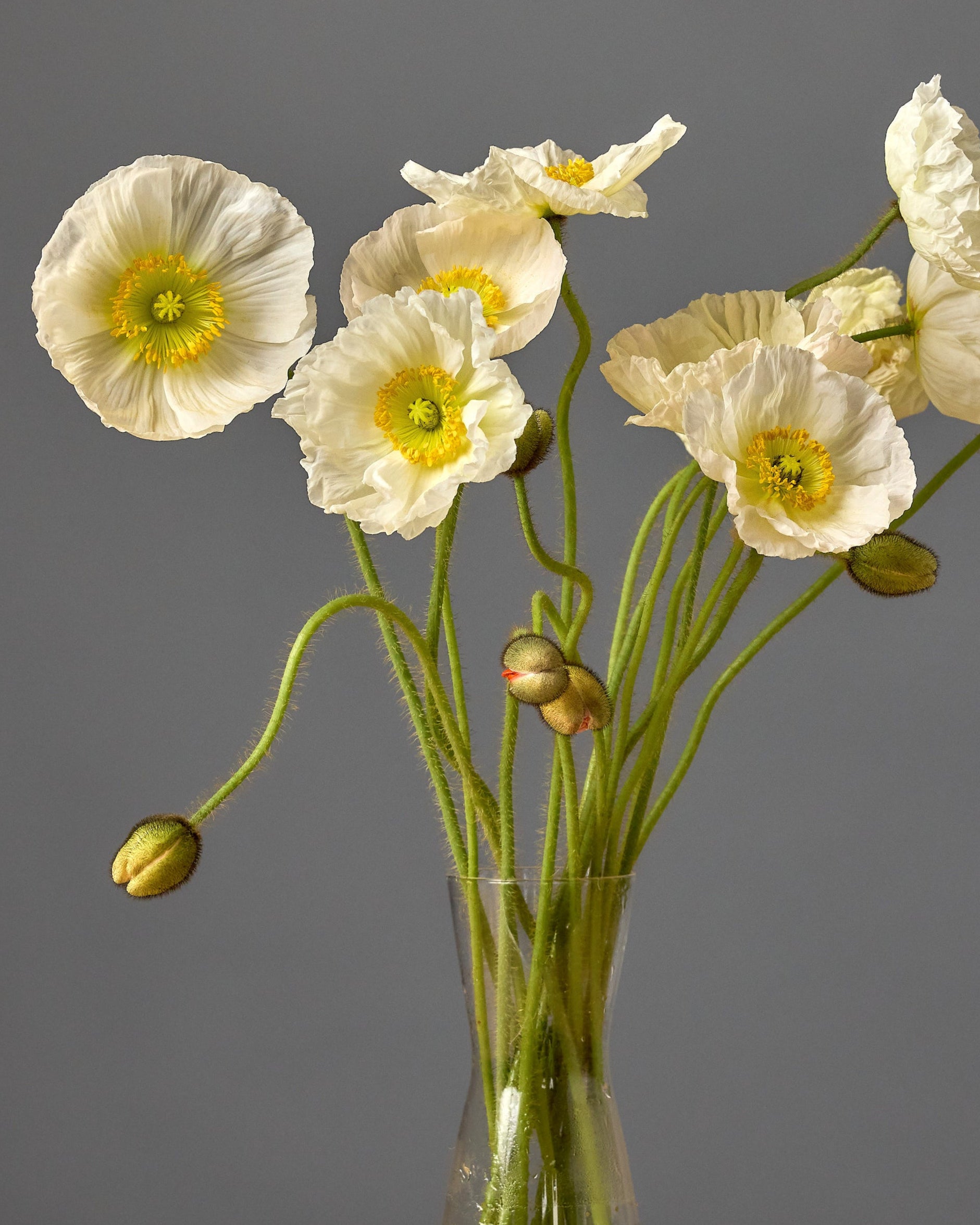 Poppy Champagne Bubbles White