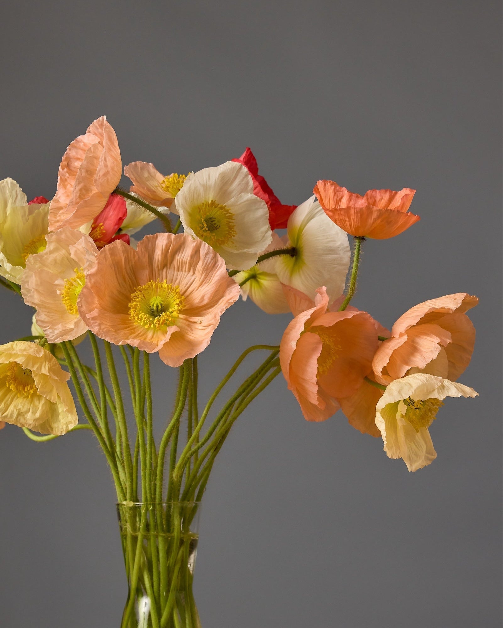 Poppy Hummingbird Plug Plants (8 pack) | Garden Club