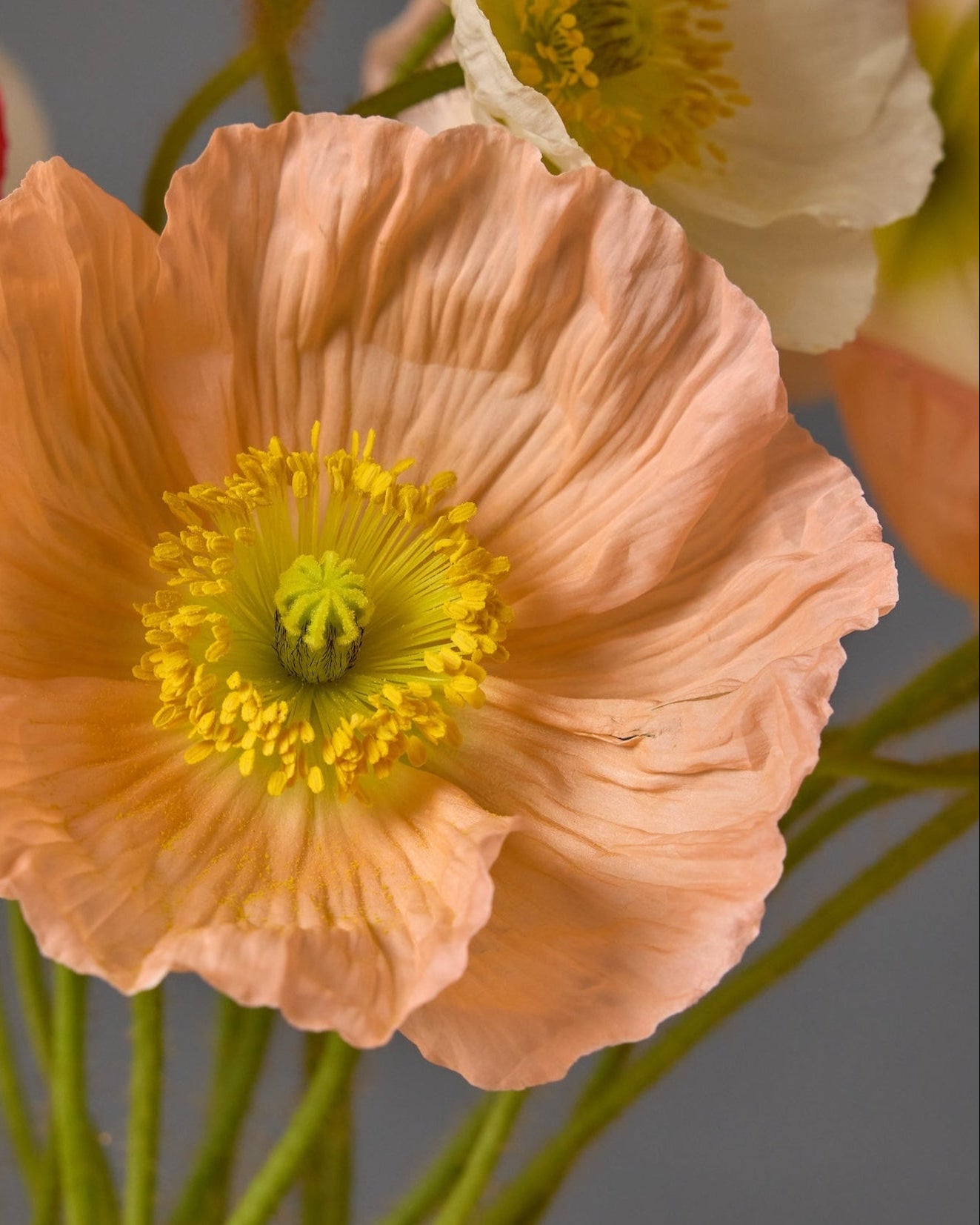 Poppy Hummingbird Plug Plants (8 pack) | Garden Club