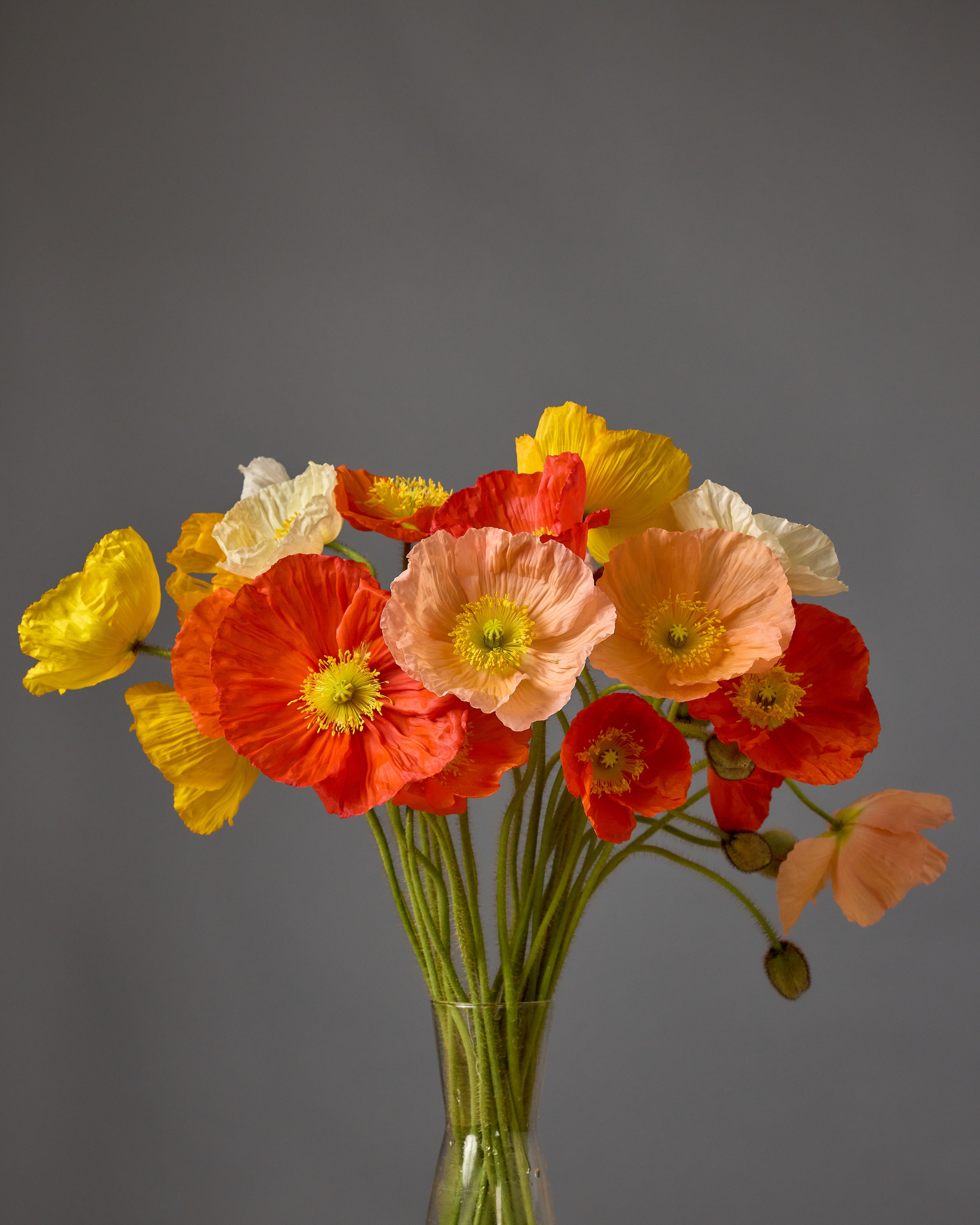 Poppy Hummingbird Mix