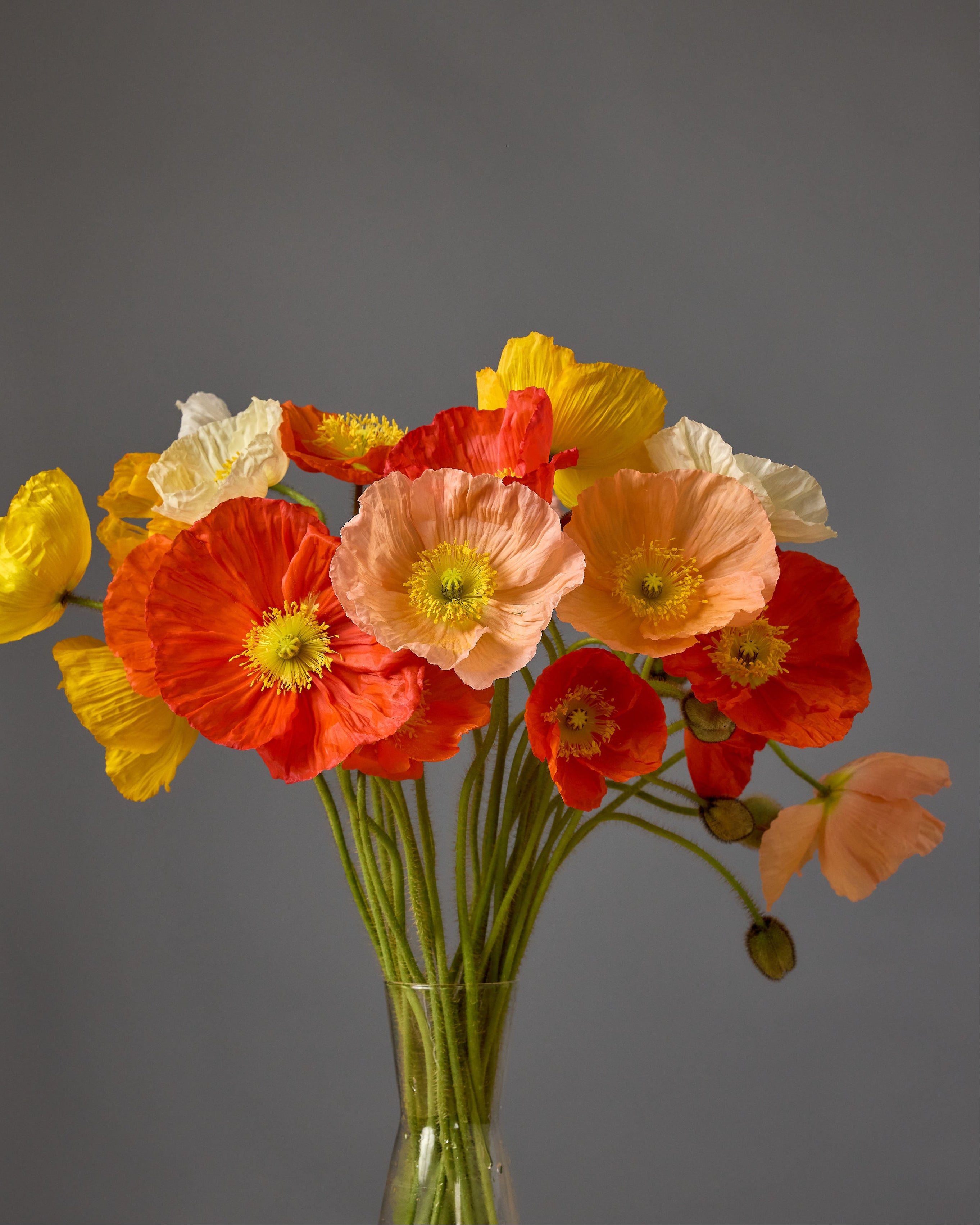 Poppy Hummingbird Plug Plants (8 pack) | Garden Club