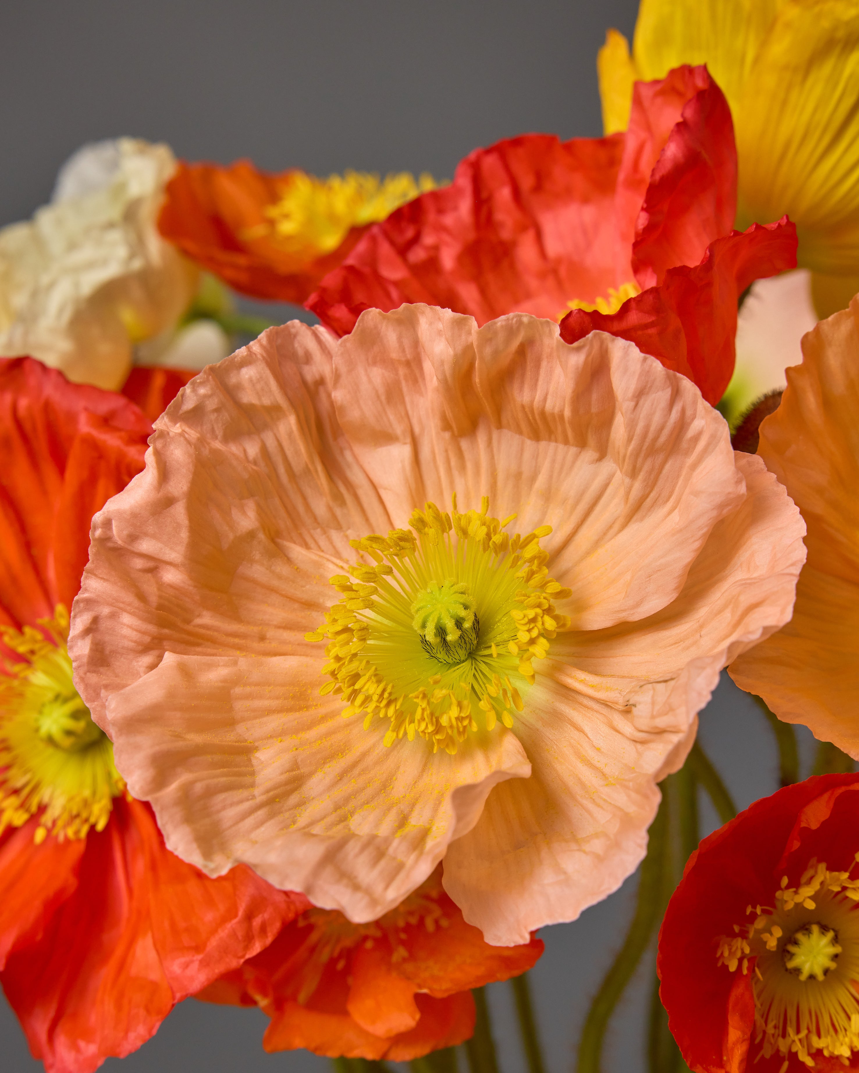 Poppy Hummingbird Mix