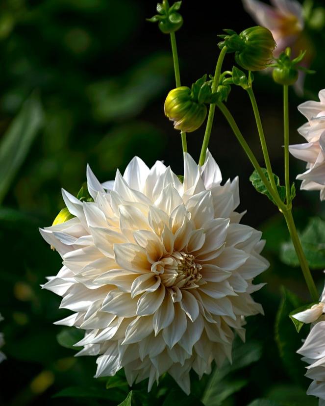 Dahlia Café Au Lait