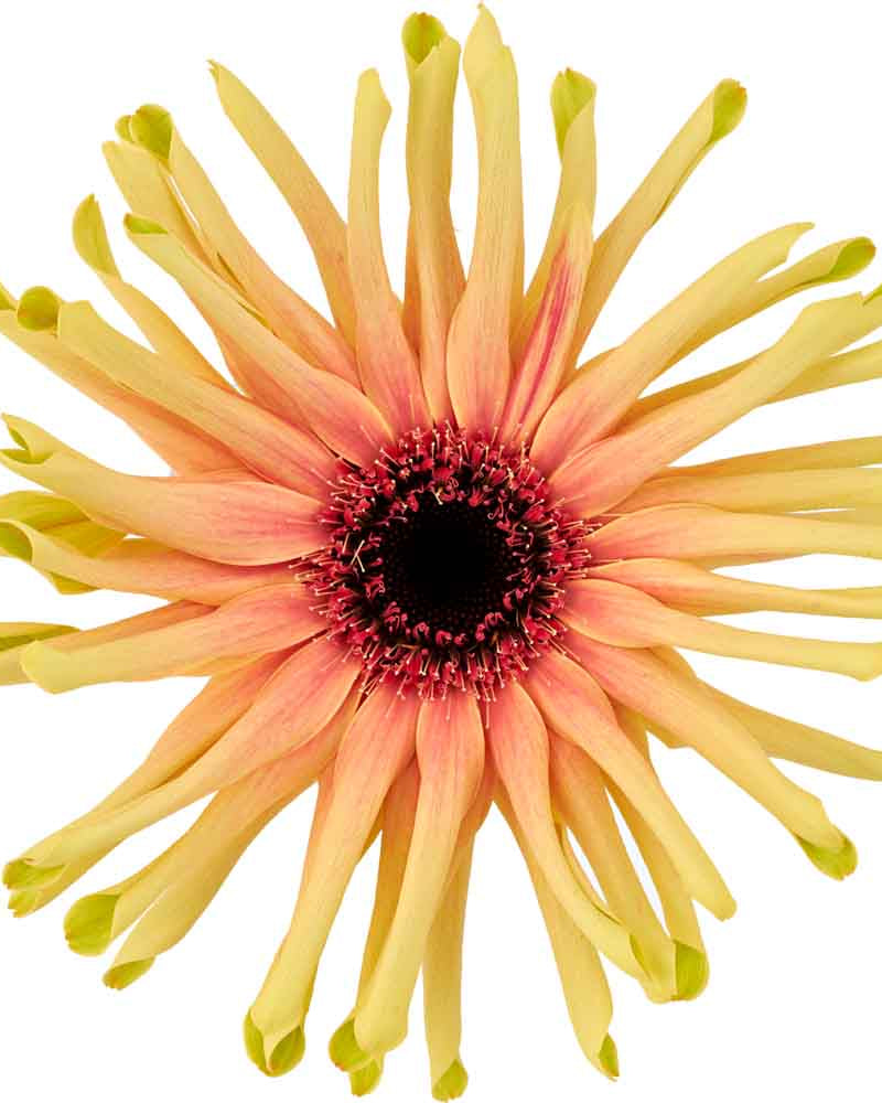 Gerbera Standard (3 plugs)