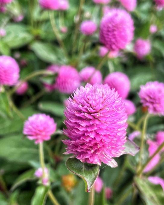 Gomphrena Audray Mix