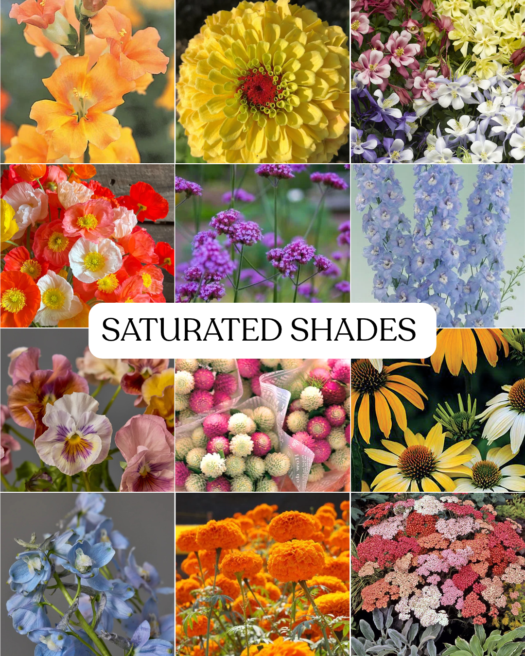 Seasonal Subscription- Saturated Shades